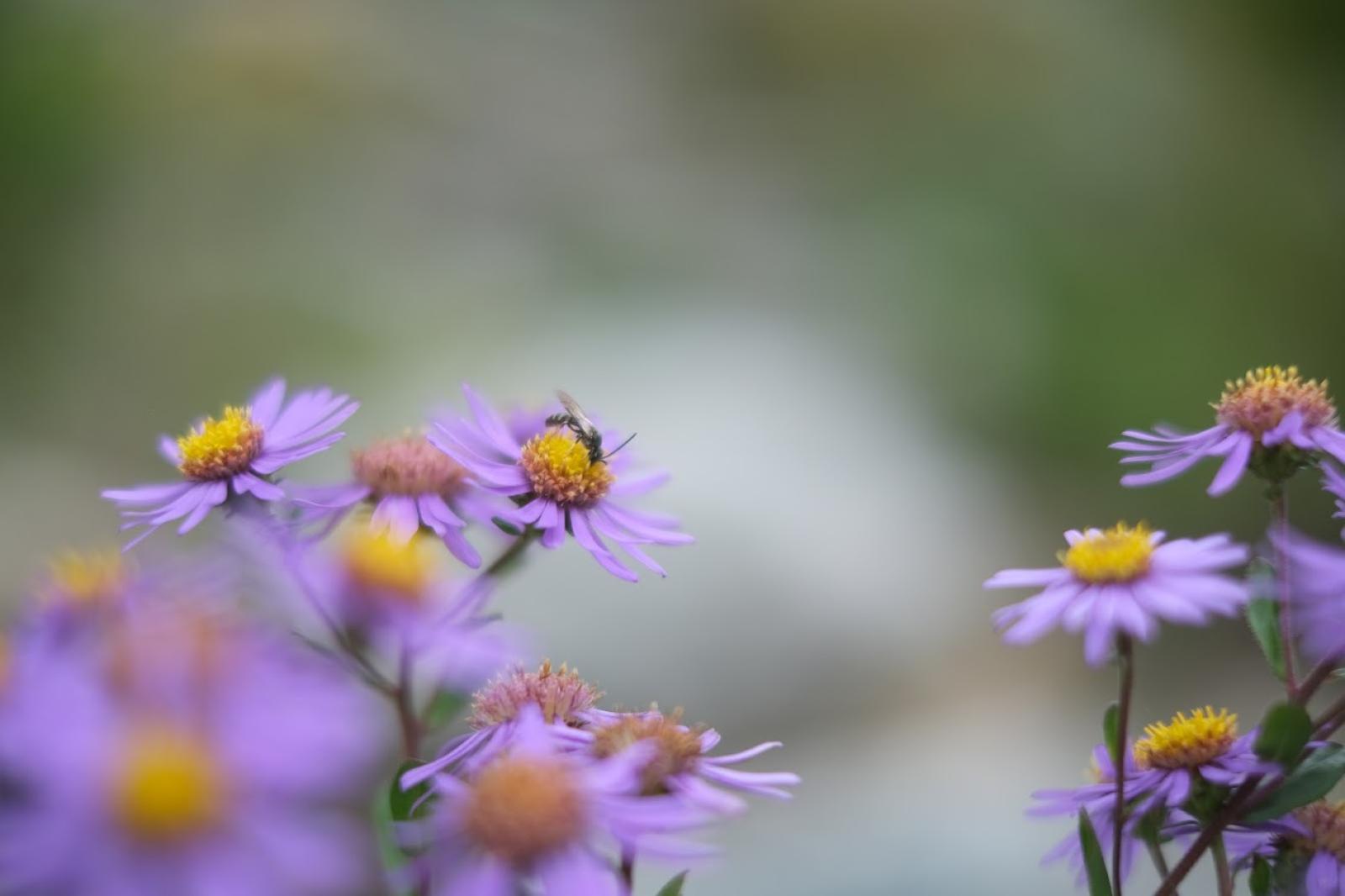 Berg-Aster / Kalk-Aster (Aster amellus)